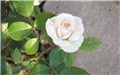 Schwanense